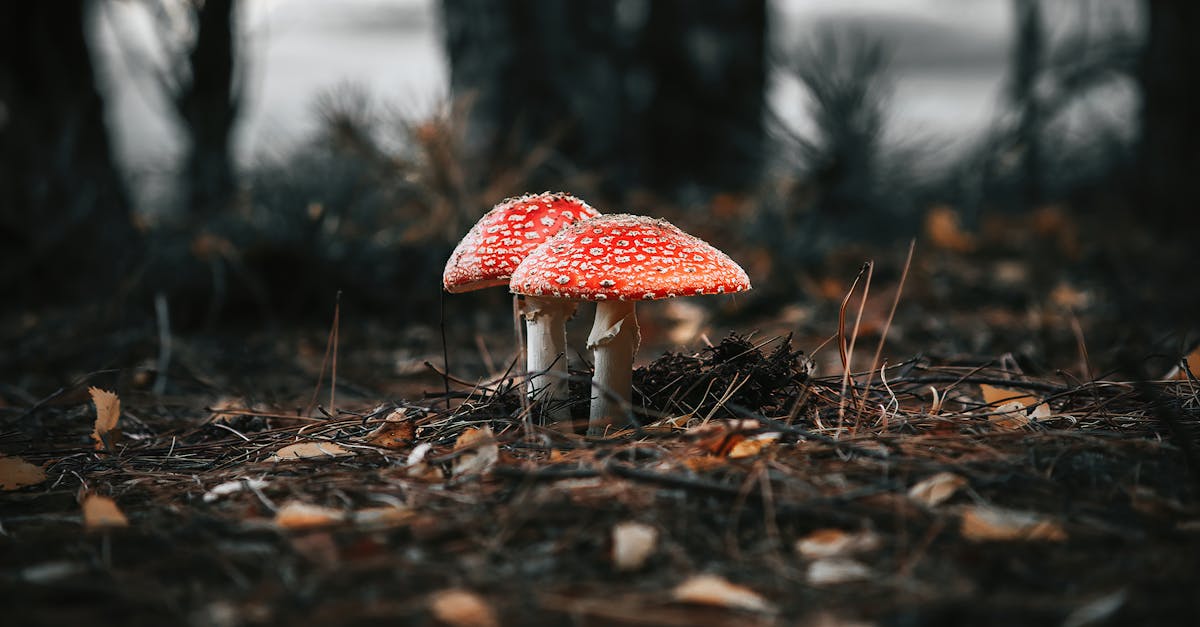découvrez les différentes substances toxiques, leurs effets sur la santé et l’environnement, ainsi que les moyens de s’en protéger au quotidien.