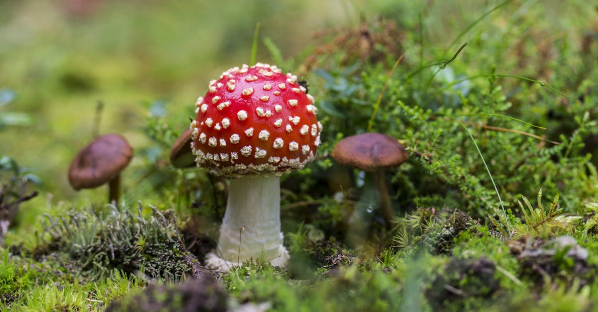 découvrez les substances toxiques : leur définition, leurs effets sur la santé et l’environnement, comment les reconnaître et les précautions à prendre pour s’en protéger au quotidien.