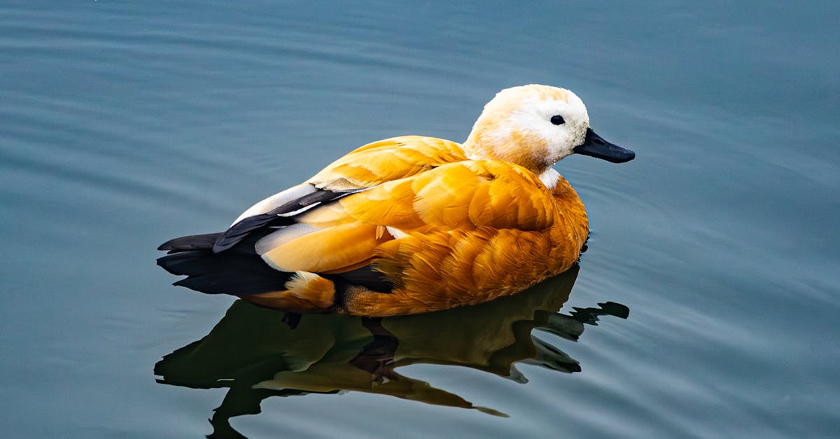 découvrez tout sur le foie gras de canard : un mets raffiné, symbole de la gastronomie française. apprenez ses origines, ses saveurs uniques et comment le déguster pour des repas festifs ou gourmands.