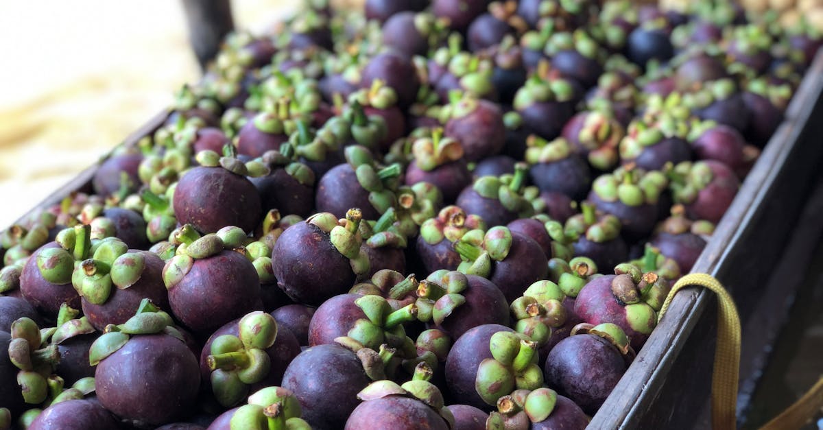 découvrez les bienfaits du garcinia cambogia, un complément naturel réputé pour aider à la perte de poids, réduire l'appétit et contrôler la prise de graisses. informations, conseils et avis sur son efficacité.