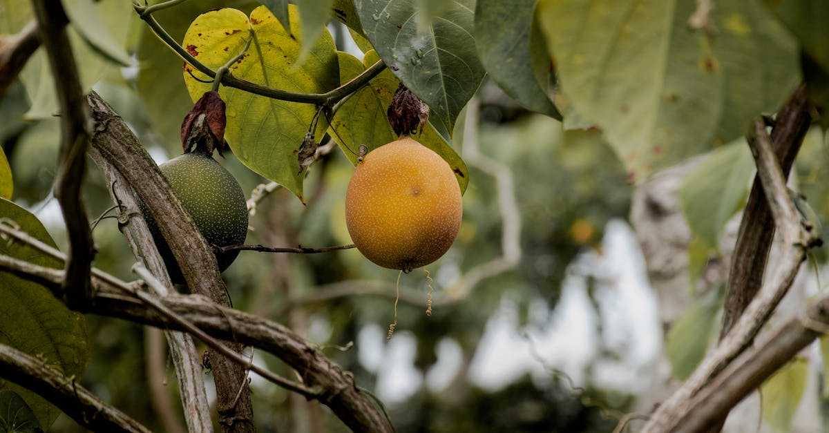 découvrez les bienfaits du garcinia cambogia, un complément naturel réputé pour favoriser la perte de poids, contrôler l'appétit et soutenir la gestion de la silhouette de façon efficace.