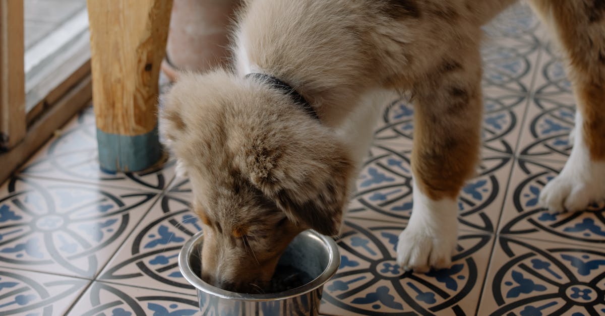 restez informé des rappels de nourriture pour animaux de compagnie. découvrez les dernières alertes et conseils pour assurer la sécurité alimentaire de vos chiens et chats.