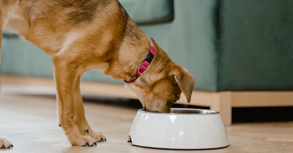 restez informé sur les rappels de nourriture pour animaux : découvrez les derniers avis de retrait, les raisons des rappels et comment protéger la santé de votre chien ou chat.
