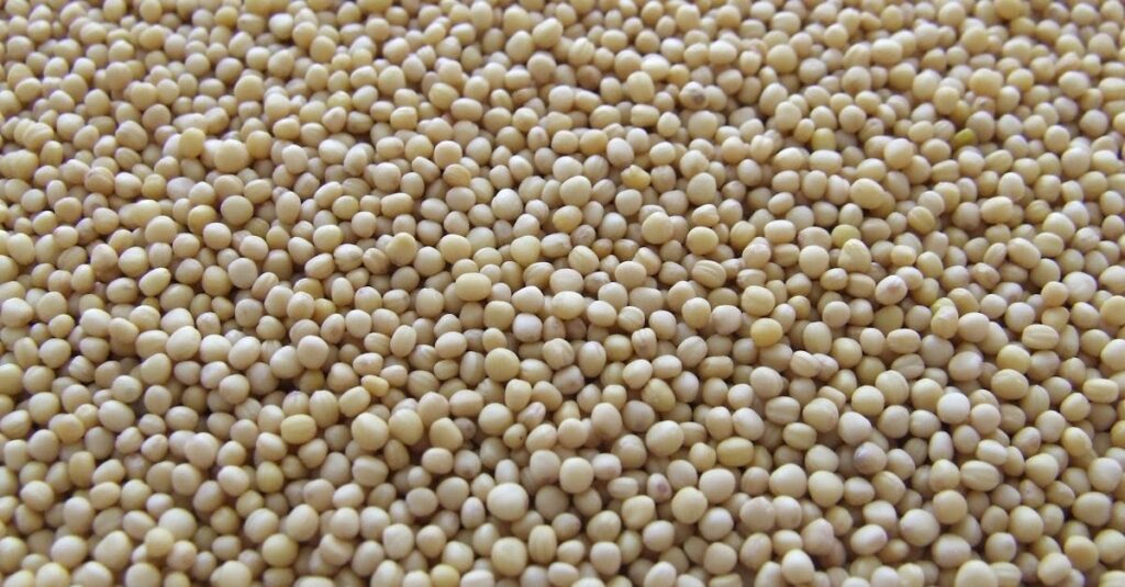 découvrez tout sur le soja : ses bienfaits, utilisations culinaires et vertus nutritionnelles. apprenez comment intégrer le soja dans votre alimentation quotidienne pour une vie plus saine.