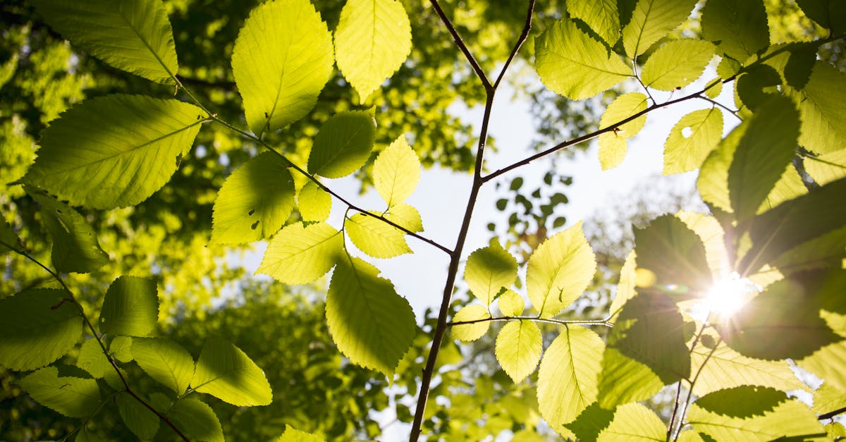 découvrez tout sur la lumière du soleil, ses bienfaits pour la santé, son impact sur l'environnement et comment profiter de son énergie au quotidien.