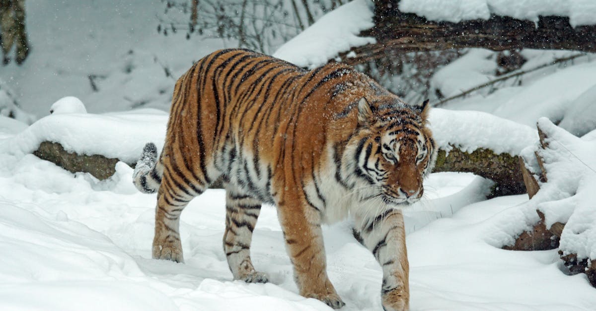 découvrez les bienfaits du baume du tigre, un remède naturel réputé pour soulager douleurs musculaires, maux de tête et inconforts quotidiens. adapté à toute la famille.