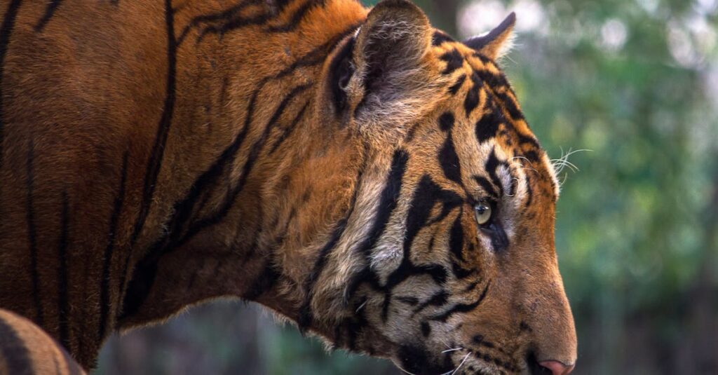 découvrez les bienfaits du baume du tigre, un remède naturel et efficace pour soulager douleurs musculaires, maux de tête et tensions. idéal pour une sensation de bien-être au quotidien.