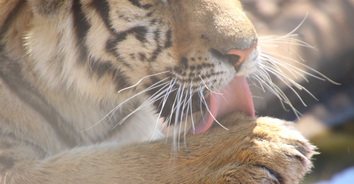 découvrez les bienfaits du baume du tigre, un remède naturel utilisé pour soulager les douleurs musculaires, les maux de tête et les tensions. idéal pour petits et grands, ce produit ancestral allie traditions et efficacité.