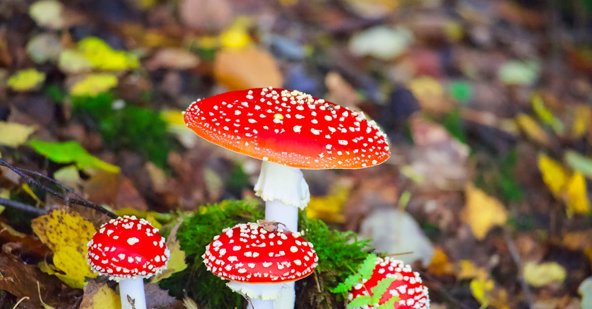 découvrez ce que sont les substances toxiques, leurs effets sur la santé et l'environnement, ainsi que les précautions à prendre pour limiter les risques liés à leur exposition.