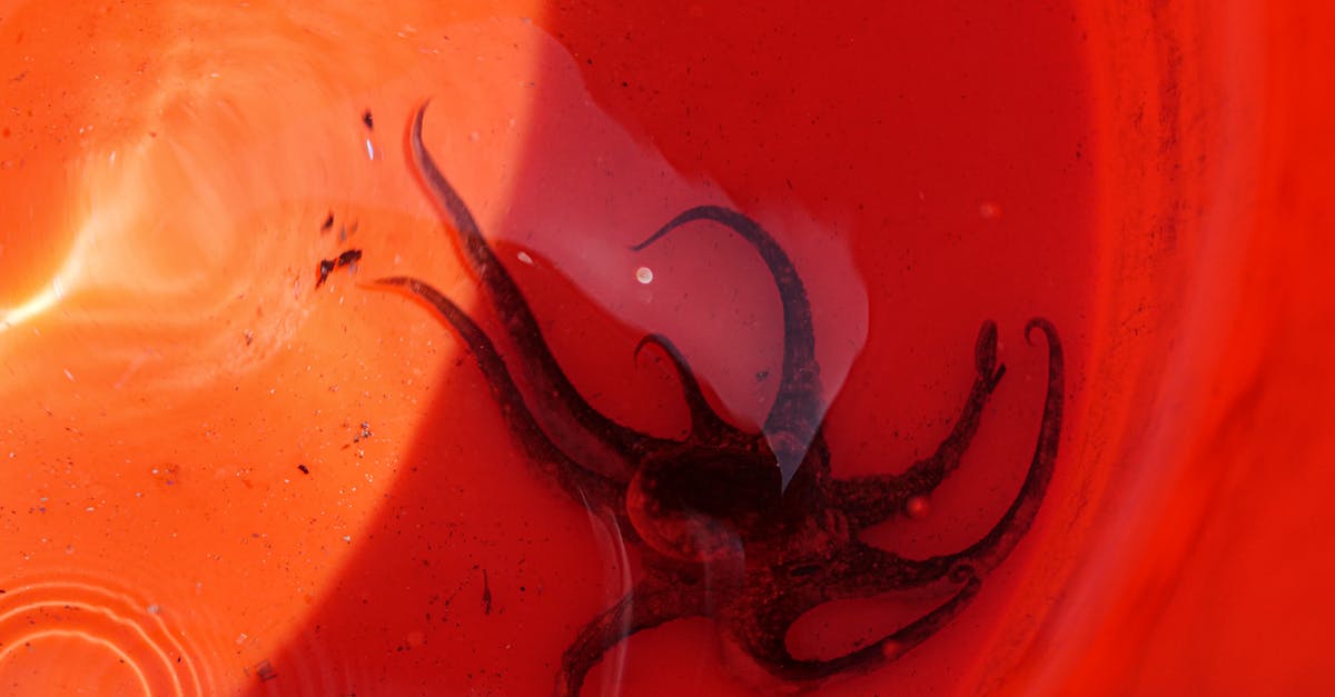 découvrez tout ce qu’il faut savoir sur l’octopus : ses caractéristiques fascinantes, son intelligence remarquable et son rôle essentiel dans l’écosystème marin. plongez dans le monde surprenant de cette créature des océans !