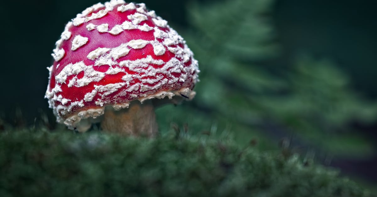 découvrez ce que sont les substances toxiques, leurs effets sur la santé et l’environnement, et comment s’en protéger efficacement au quotidien.