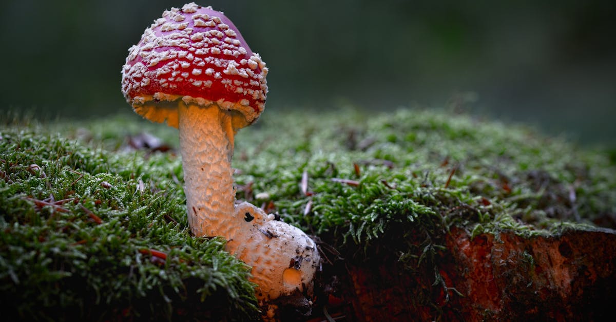 découvrez ce que sont les substances toxiques, leurs effets sur la santé et l'environnement, ainsi que les précautions à prendre pour limiter les risques d'exposition.