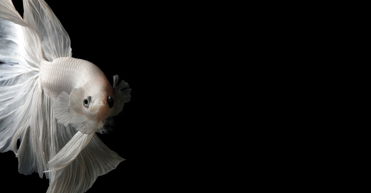 découvrez les bienfaits du bêta-carotène, un antioxydant naturel important pour la santé de la peau et la protection des yeux.