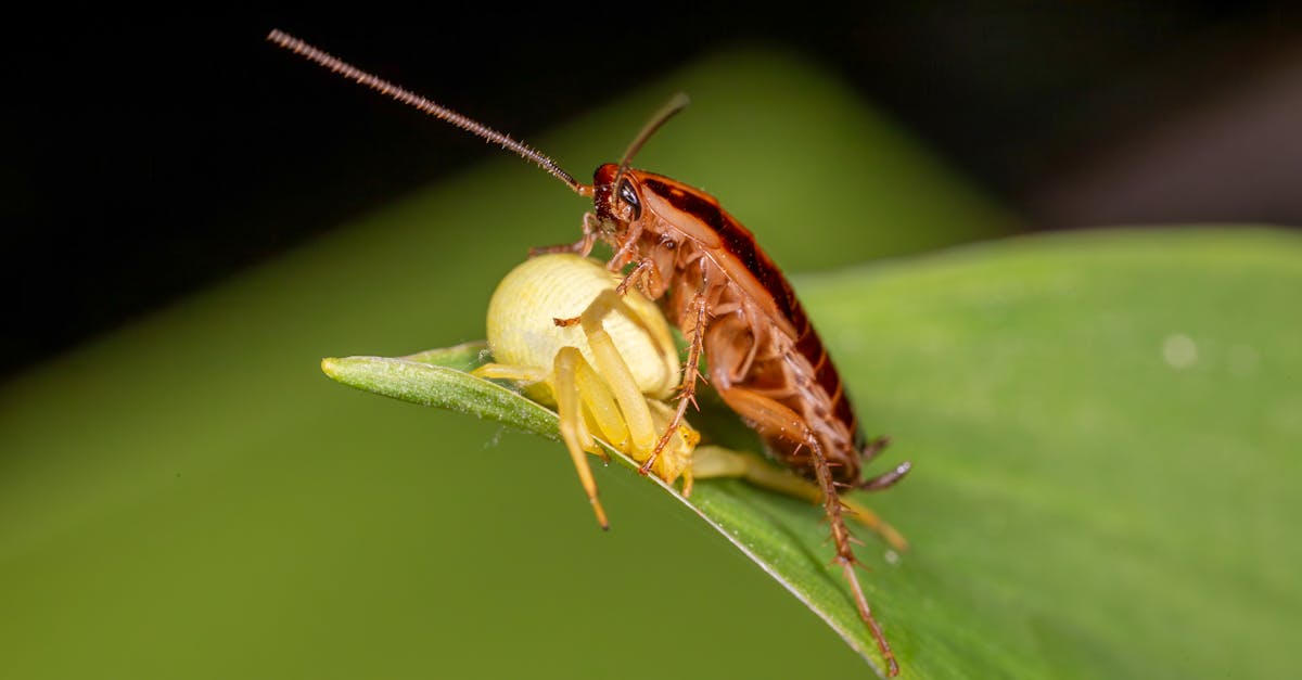 découvrez les bienfaits du sucre brun pour la santé, son impact nutritionnel et comment l'intégrer dans une alimentation équilibrée.
