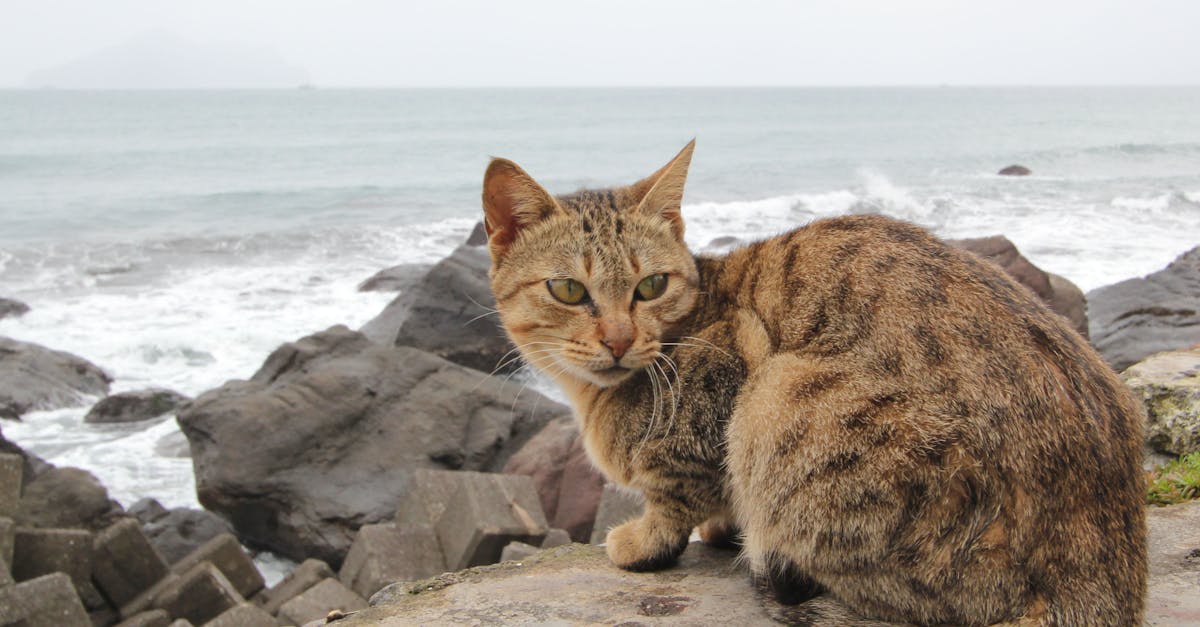 découvrez tout sur la relation unique entre les chats et l'eau : comportements, conseils pour les bains, et astuces pour garder votre félin heureux et en bonne santé.