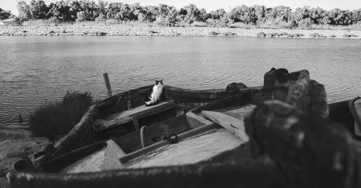 découvrez la relation fascinante entre les chats et l'eau, leurs réactions naturelles et conseils pour les hydrater en toute sécurité.
