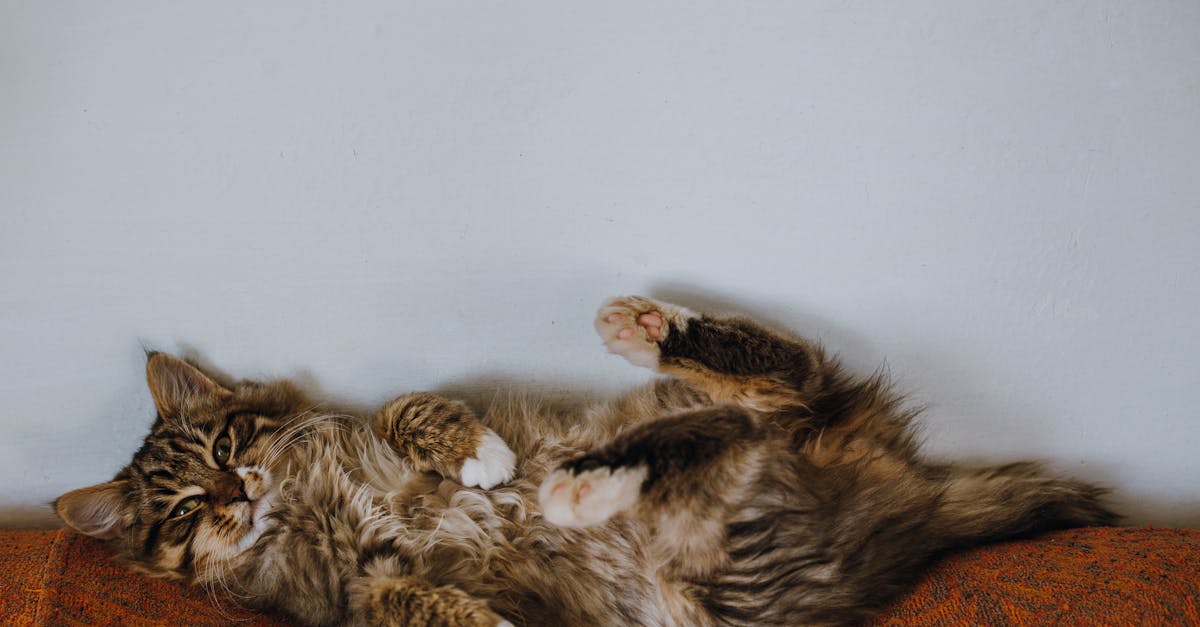 découvrez le réflexe de redressement des chats, leur incroyable capacité à retomber sur leurs pattes grâce à un équilibre et une agilité exceptionnels.