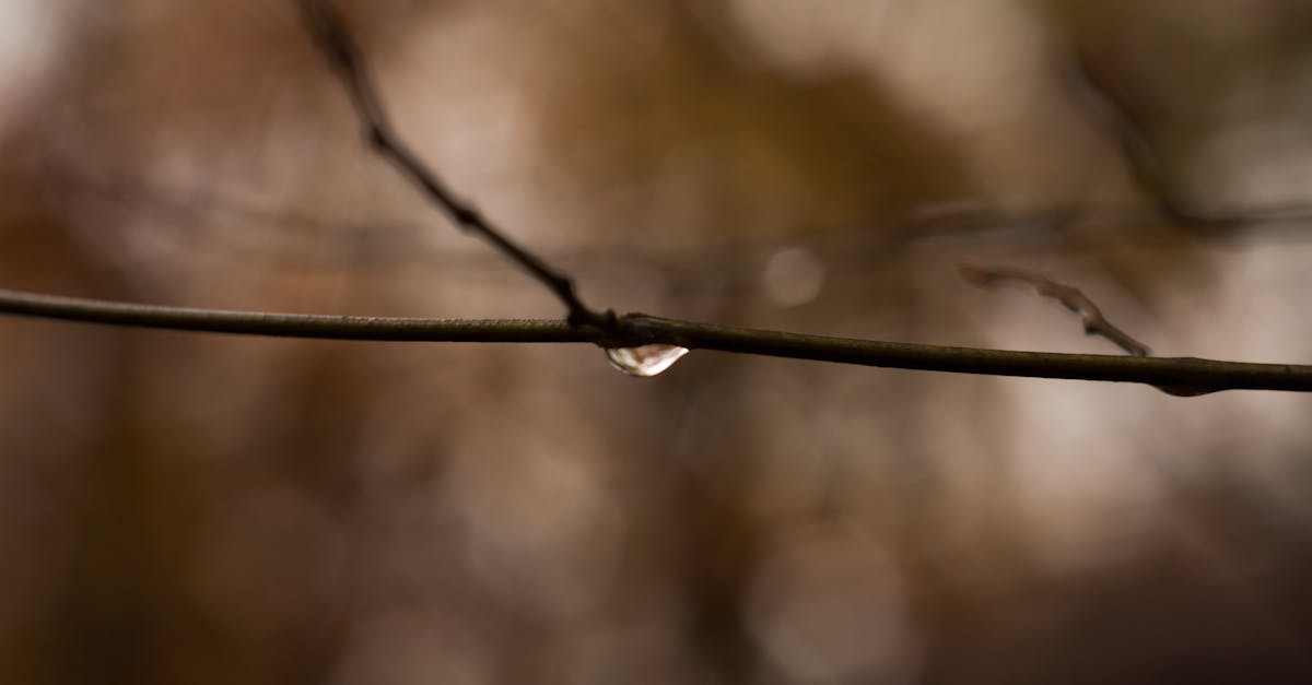 découvrez le pouvoir fascinant du changement de couleur du caméléon, un maître du camouflage naturel.
