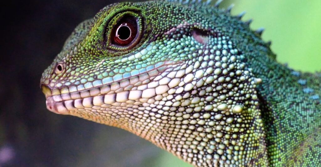 découvrez comment les caméléons changent de couleur grâce à des adaptations uniques, mélangeant science et nature pour un spectacle fascinant.