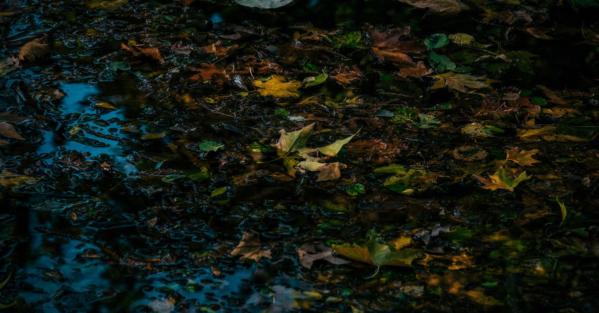 découvrez la magie du changement de couleur avec le caméléon : explorez comment ce reptile unique adapte sa teinte pour se fondre dans son environnement.