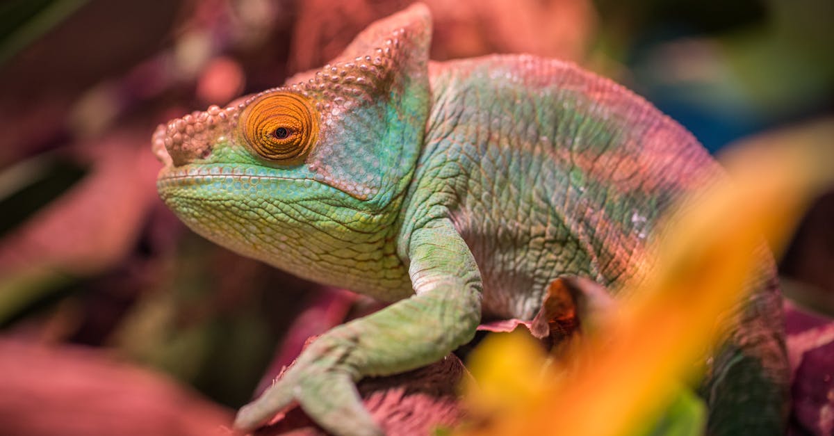 découvrez le caméléon, maître du changement de couleur, capable d'adapter son apparence pour se fondre dans son environnement avec une précision fascinante.