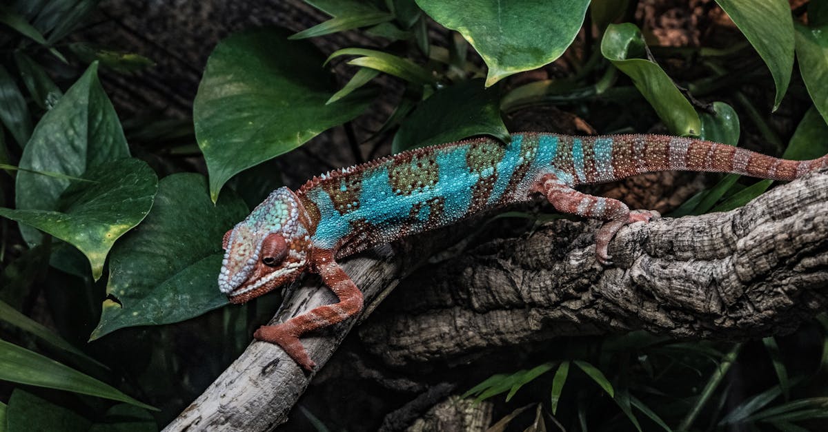 découvrez le phénomène fascinant du changement de couleur chez le caméléon, un maître du camouflage et de l'adaptation dans la nature.