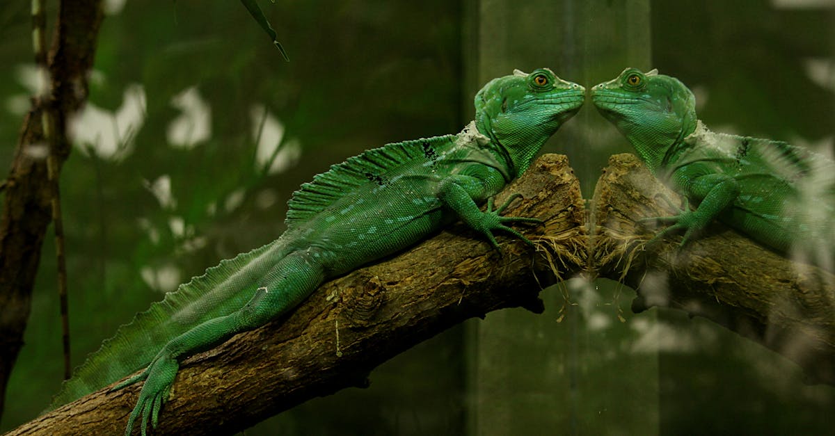 découvrez le chameleon color change, l'innovation qui transforme les couleurs en un clin d'œil pour un style unique et dynamique.