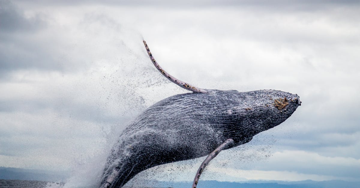 découvrez la vérité sur le lien entre le chocolat et l'acné, ses effets sur la peau et comment gérer cette problématique courante efficacement.