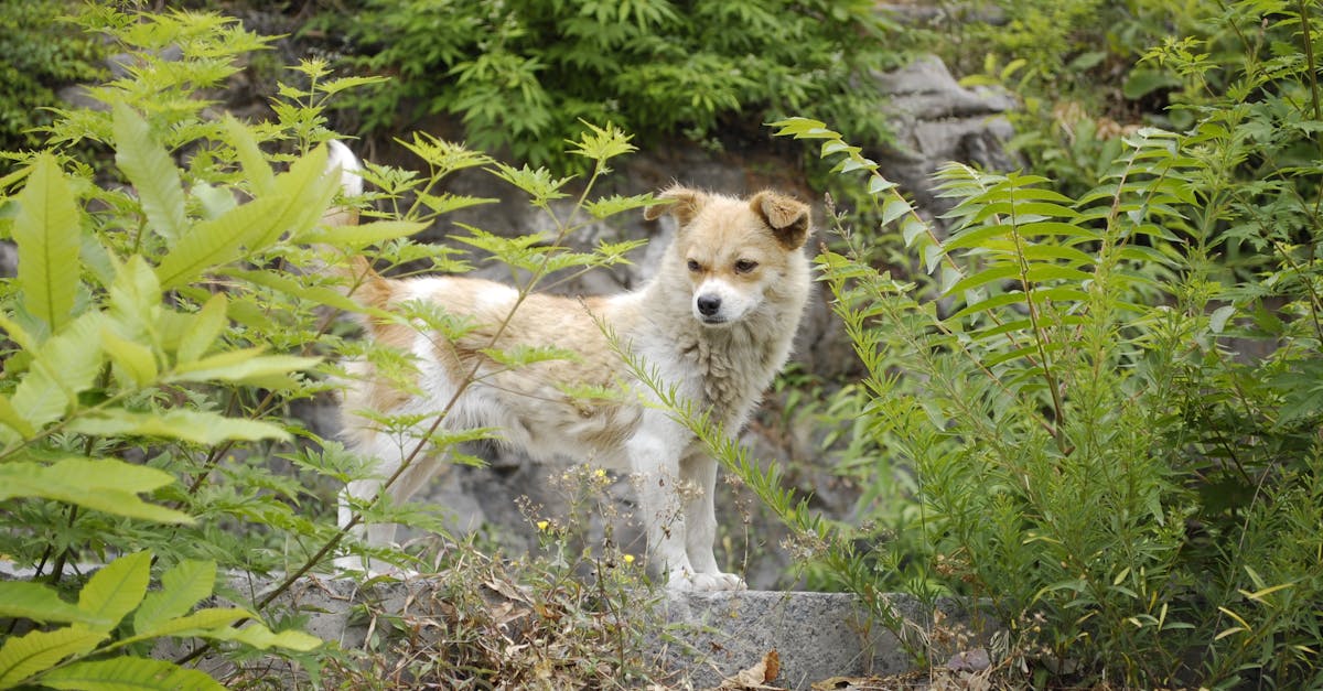 découvrez pourquoi votre chien transpire, les signes à surveiller et comment assurer son confort et sa santé par temps chaud.