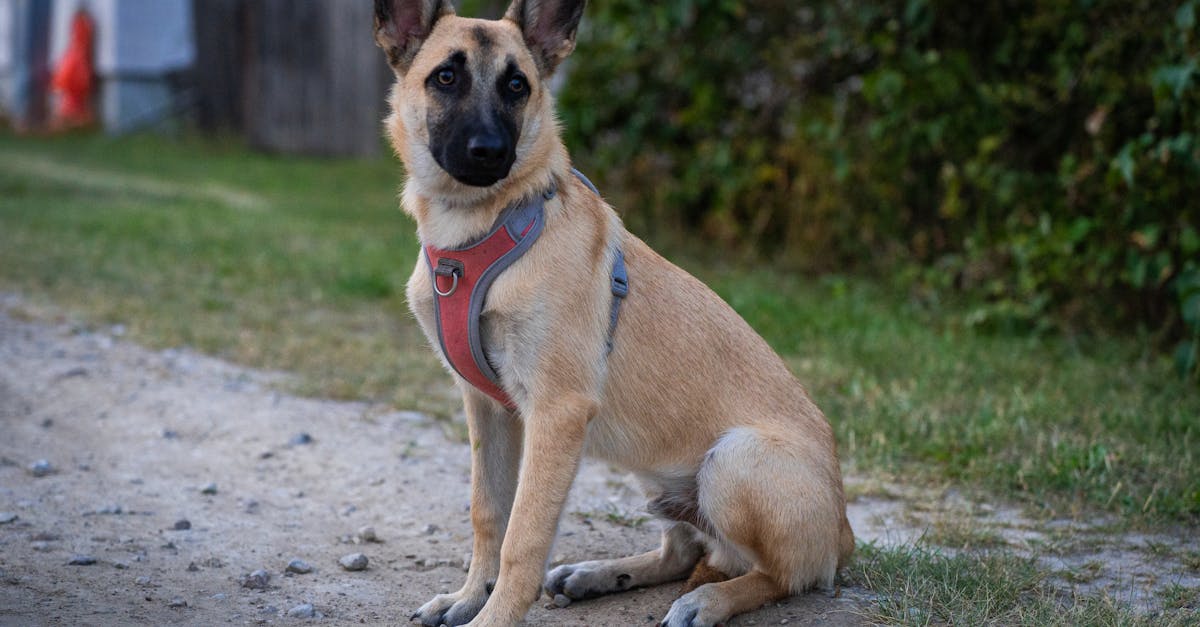 découvrez comment reconnaître la transpiration chez les chiens, ses causes et conseils pour garder votre compagnon à quatre pattes au frais et en bonne santé.