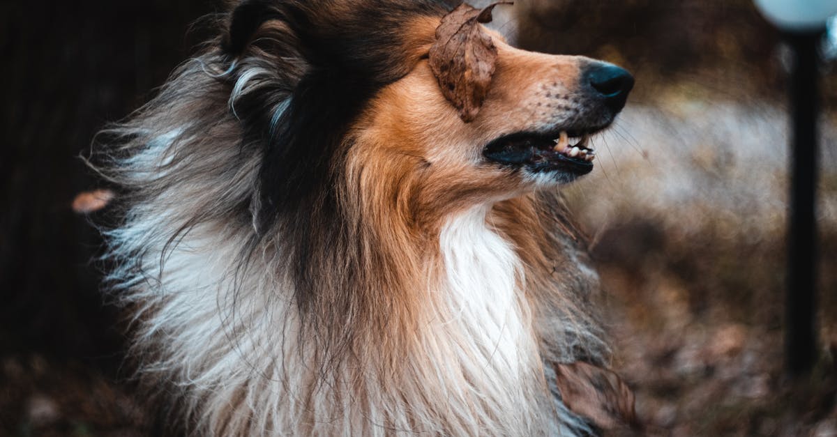 découvrez pourquoi les chiens transpirent, comment cela affecte leur santé et les meilleures méthodes pour les garder au frais et en bonne forme.
