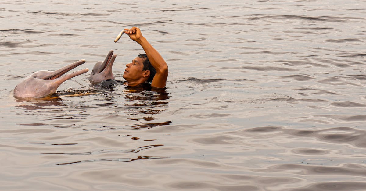 découvrez des récits fascinants où des dauphins viennent au secours des humains, illustrant leur intelligence et leur nature protectrice.