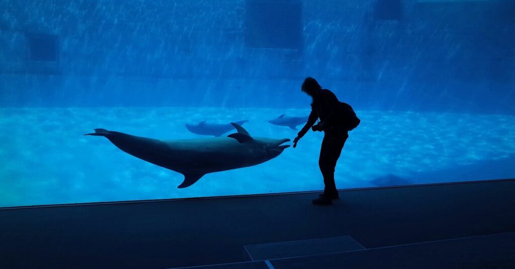 découvrez des histoires inspirantes où des dauphins viennent au secours des humains, illustrant l'intelligence et l'altruisme de ces magnifiques créatures marines.