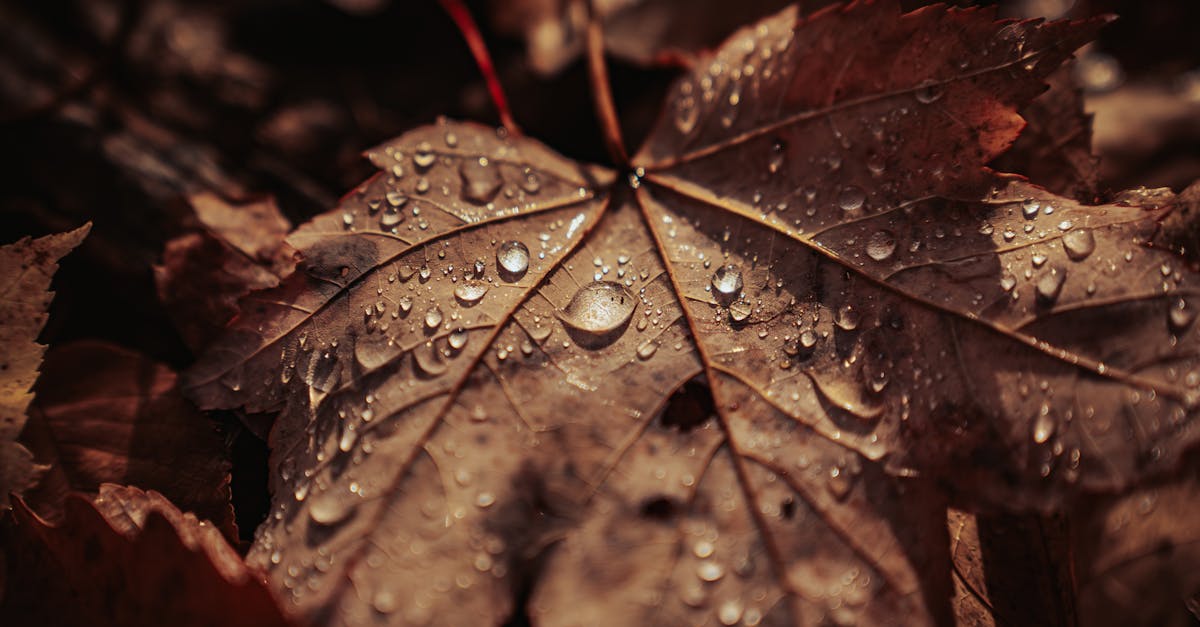 gold source : découvrez une source fiable d'informations, conseils et actualités sur l'or et les investissements précieux.