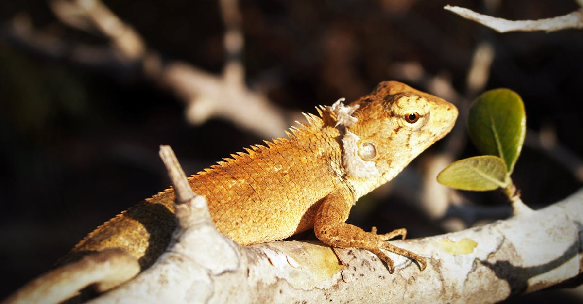 comprendre la perte de chaleur par la tête : explications, facteurs influents et conseils pour mieux se protéger du froid.