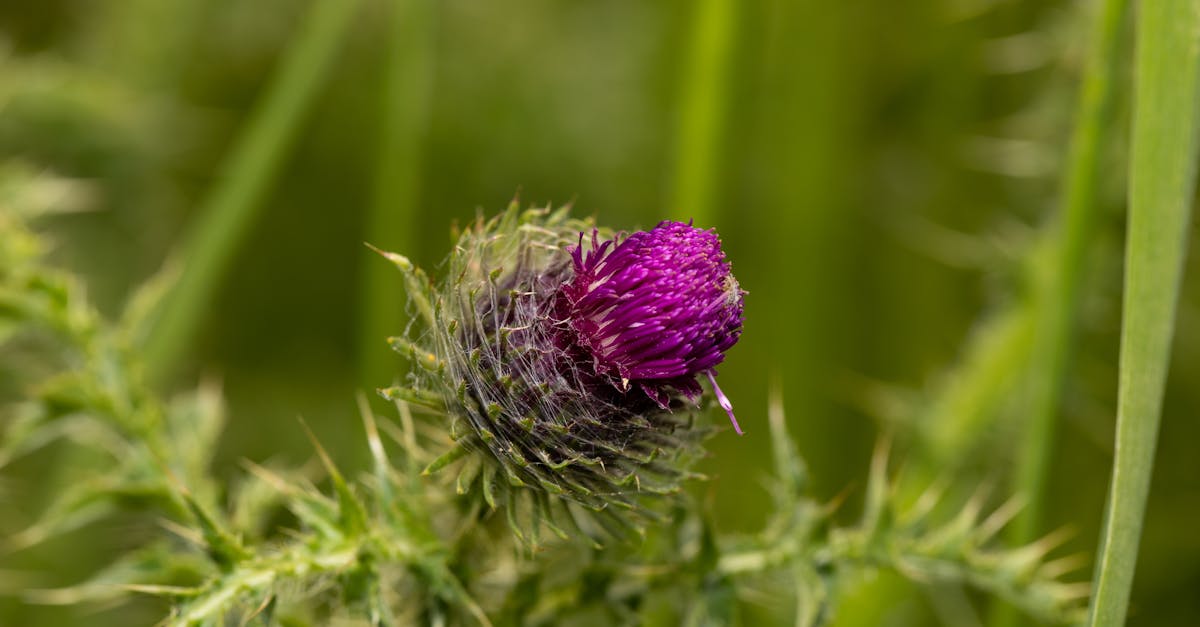 découvrez comment le lait contribue à la croissance et au développement optimal grâce à ses nutriments essentiels.