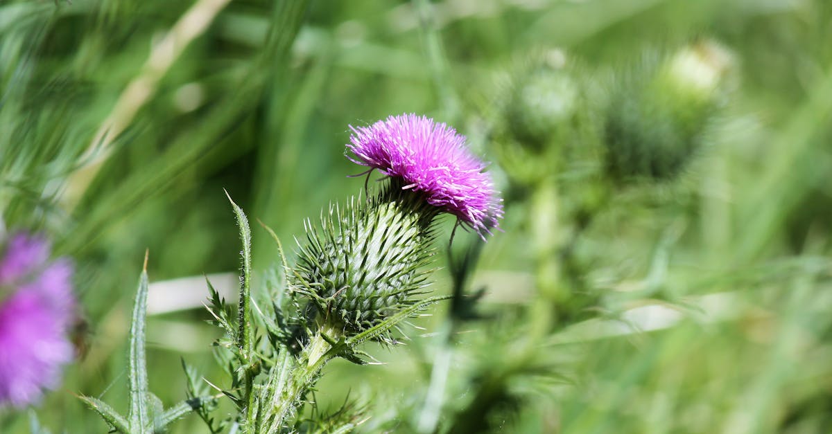 découvrez comment le lait contribue à la croissance et au développement optimal grâce à ses nutriments essentiels.