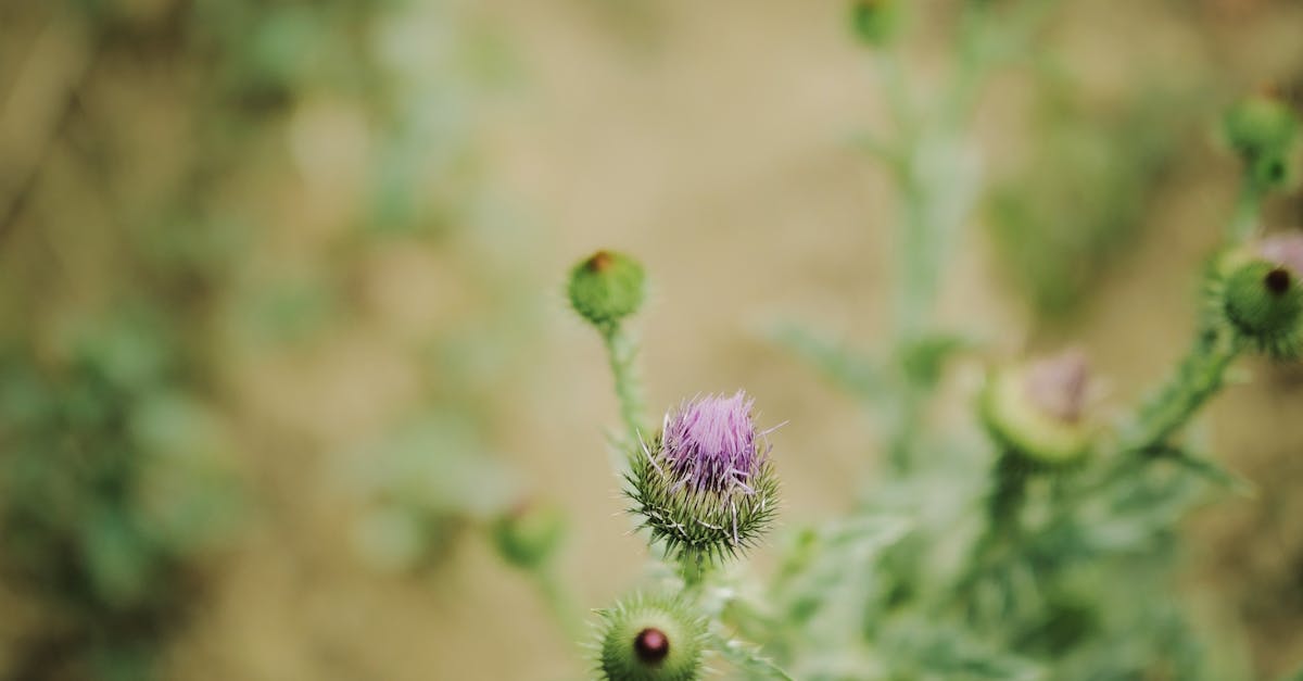découvrez comment le lait contribue à la croissance et au développement optimal grâce à ses nutriments essentiels.