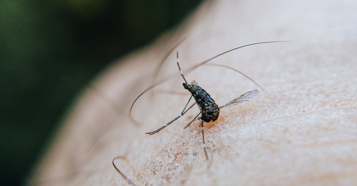 découvrez tout ce qu'il faut savoir sur les moustiques : comportements, prévention, maladies transmises et solutions efficaces pour vous protéger.