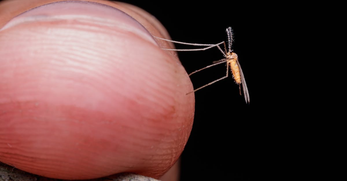 découvrez tout sur les moustiques : leur habitat, comportements, dangers et méthodes efficaces pour les prévenir et les éliminer.