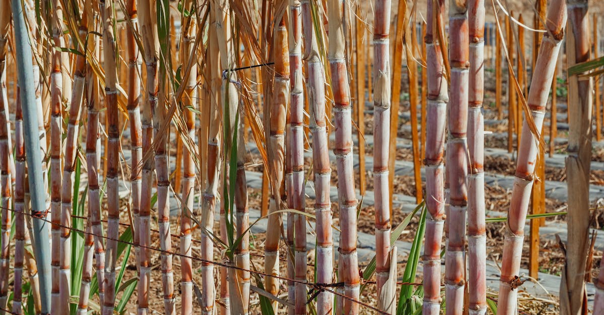 découvrez le sucre naturel extrait des fruits pour une douceur saine et authentique, idéale pour une alimentation équilibrée.