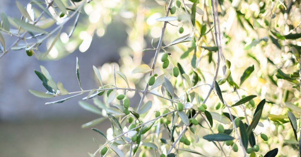 découvrez les bienfaits de l'huile d'olive pour la santé : amélioration du cœur, antioxydants naturels et soutien à la digestion.