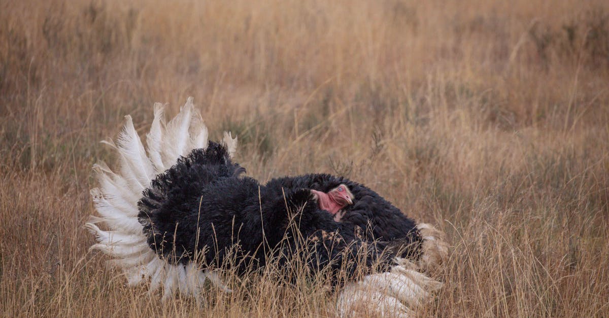 découvrez le comportement fascinant de l'autruche, ses habitudes sociales, son alimentation et ses stratégies de survie dans son habitat naturel.