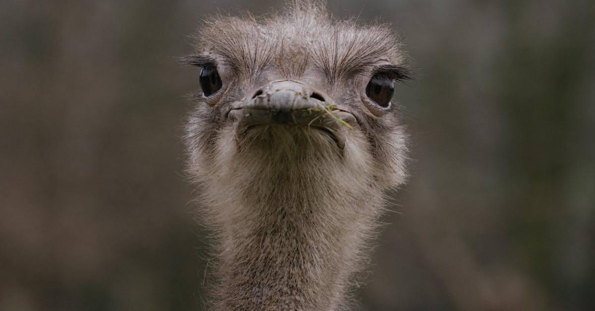 découvrez le comportement fascinant des autruches, leur mode de vie, habitudes et interactions dans leur environnement naturel.