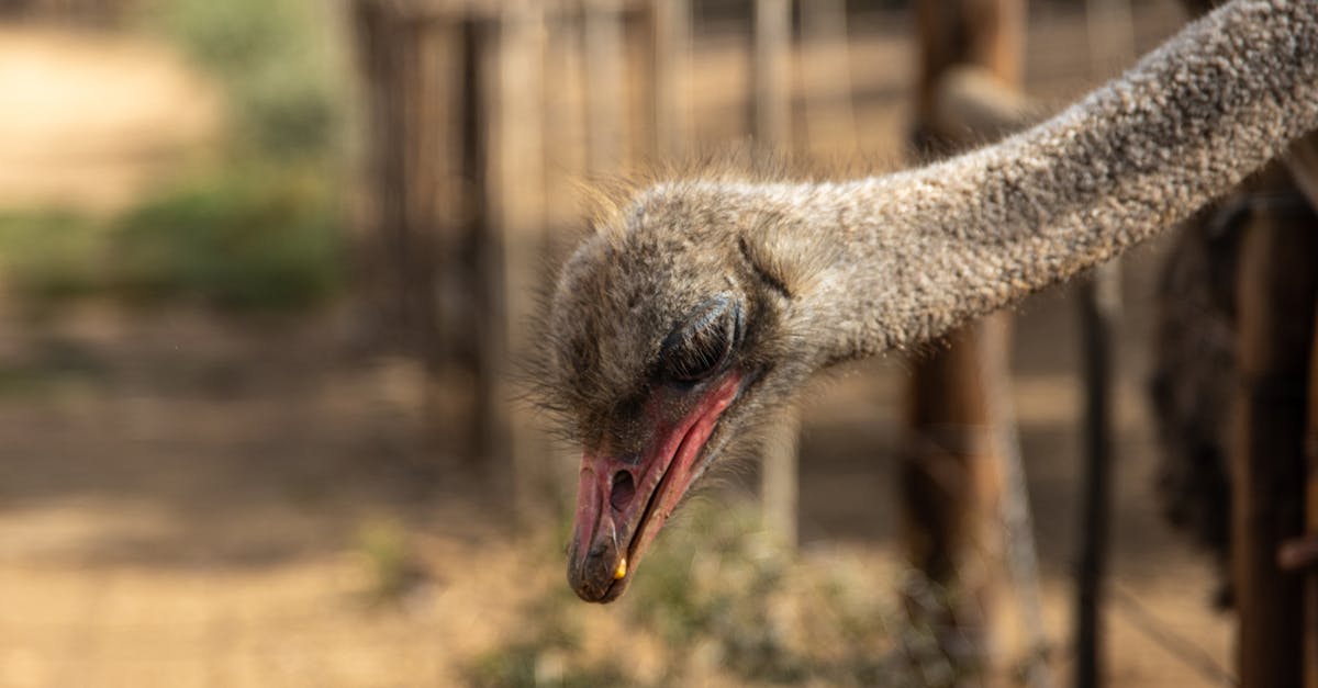 découvrez le comportement de l'autruche, un oiseau fascinant connu pour ses habitudes sociales, ses techniques de défense uniques et son mode de vie dans les savanes africaines.
