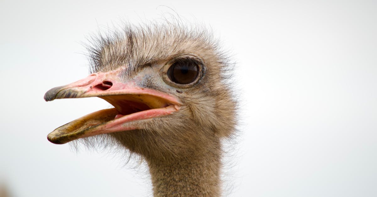découvrez le comportement fascinant de l'autruche, ses habitudes, son mode de vie et ses caractéristiques uniques dans son environnement naturel.