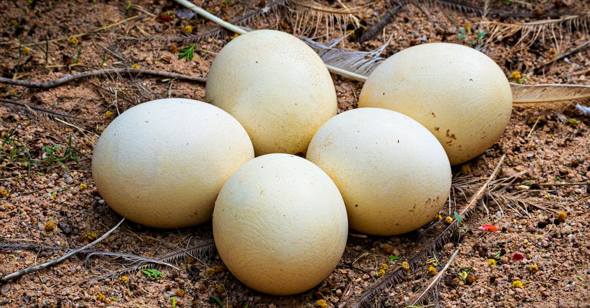 découvrez le comportement fascinant de l'autruche, un oiseau unique aux habitudes et caractéristiques étonnantes.