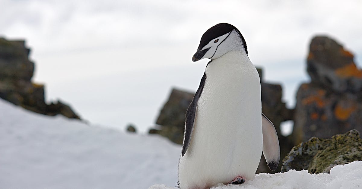 découvrez le monde fascinant des manchots, ces oiseaux marins emblématiques, leurs habitats, comportements et adaptations uniques.