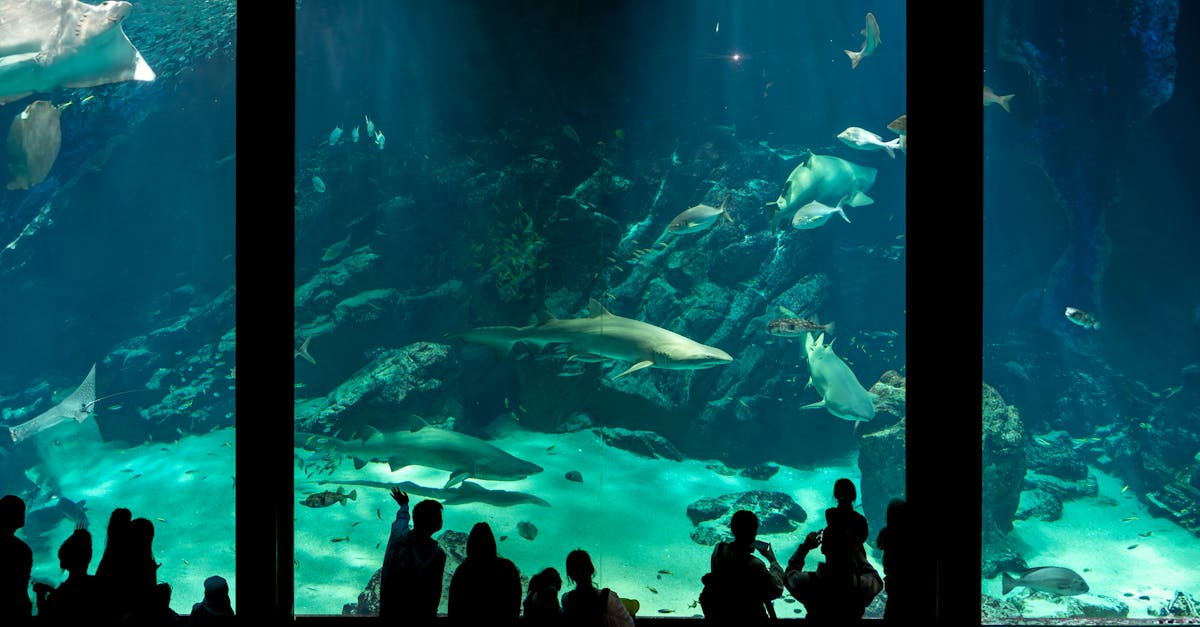 découvrez tout sur les requins, ces prédateurs fascinants des océans, leur habitat, comportements et espèces variées.