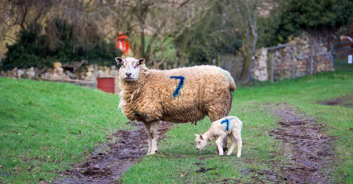 découvrez l'intelligence des moutons : leurs capacités cognitives, leur mémoire et leur comportement social impressionnants.